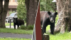 Black bear seen wandering Fairfax County neighborhood